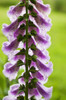 Foxglove blooms in a garden; Astoria, Oregon, United States of America Poster Print by Robert L. Potts / Design Pics - Item # VARDPI2384997