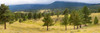 Trees on landscape along Trail Ridge Road, Estes Park, Rocky Mountain National Park, Colorado, USA Poster Print by Panoramic Images - Item # VARPPI161505