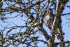 A young Red-tailed Hawk watches for movement in the grass below; Ridgefield, Washington, United States of America Poster Print by Robert L. Potts / Design Pics - Item # VARDPI12303321