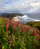 Foxgloves at Cascade Head, The Nature Conservancy, Tillamook County, Oregon, USA Poster Print by Panoramic Images - Item # VARPPI173779