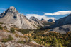 Larch trees in autumn, Burstall Pass, Mt. Burstall, Rocky Mountains, Alberta, Canada Poster Print by Panoramic Images - Item # VARPPI166895