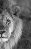 Close-up of a lion, Ngorongoro Conservation Area, Arusha Region, Tanzania Poster Print by Panoramic Images - Item # VARPPI172811