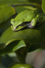 A Pacific Tree Frog Sleeps On A Rhododendron Leaf; Astoria, Oregon, United States Of America Poster Print by Robert L. Potts / Design Pics - Item # VARDPI2373778