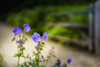 Delicate purple flowers in the foreground with an open gate and lane blurred in the background; North Yorkshire, England Poster Print by John Short / Design Pics - Item # VARDPI12324674