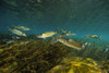Striped mullet, Salt Springs, Florida. Poster Print by VWPics/Stocktrek Images - Item # VARPSTVWP400464U