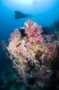 Soft corals on a tropical reef in Raja Ampat, Indonesia. Poster Print by VWPics/Stocktrek Images - Item # VARPSTVWP400635U