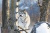 Female Gray Wolf, captive, Alaska Wildlife Conservation Center; Portage, Alaska, United States of America Poster Print by Doug Lindstrand / Design Pics - Item # VARDPI12311380