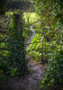 A pathway through a gate with ivy growing on the post; Bath, England Poster Print by Leah Bignell / Design Pics - Item # VARDPI12324126