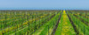 Vineyard in Niagara on the lake in Ontario, Canada Poster Print by Panoramic Images - Item # VARPPI155244