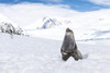 Elephant seal laughing, Neko Harbour; Antarctica Poster Print by Deb Garside / Design Pics - Item # VARDPI12311091