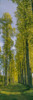 Poplar trees, River Tweed, Scottish Borders, Scotland Poster Print by Panoramic Images - Item # VARPPI153691