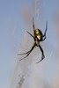 A black and yellow Argiope Spider guards her web; Astoria, Oregon, United States of America Poster Print by Robert L. Potts / Design Pics - Item # VARDPI2381015