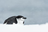 Chinstrap Penguin on belly; Half Moon Island, South Shetland Islands, Antarctica Poster Print by Deb Garside / Design Pics - Item # VARDPI12311055