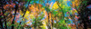 Autumn trees in a forest, Ontario, Canada Poster Print by Panoramic Images - Item # VARPPI161449
