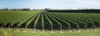 Vineyard along Korokipo Road, Hastings District, Hawke's Bay Region, North Island, New Zealand Poster Print by Panoramic Images - Item # VARPPI171419