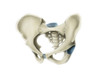 Anterior view of human pelvis. Poster Print by Alan Gesek/Stocktrek Images - Item # VARPSTAGK700049H