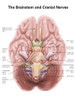 Anatomy of human brain stem and cranial nerves. Poster Print by Alan Gesek/Stocktrek Images - Item # VARPSTAGK700027H