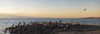 Pelicans on rocks in La Paz, Baja California Sur, Mexico Poster Print by Panoramic Images - Item # VARPPI164302