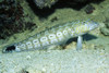 Speckled sandperch, Solomon Islands. Poster Print by VWPics/Stocktrek Images - Item # VARPSTVWP401235U
