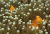 Pair of false clown anemonefish in a sea anemone, Lembeh Strait, Indonesia. Poster Print by VWPics/Stocktrek Images - Item # VARPSTVWP401231U