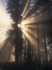 Sunbeams through the trees pierce the fog; Powers, Oregon, United States of America Poster Print by Robert L. Potts / Design Pics - Item # VARDPI2413527