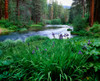 Iris flowers by the Metolius River, Camp Sherman, Deschutes National Forest, Jefferson County, Oregon, USA Poster Print by Panoramic Images - Item # VARPPI173803