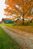 Autumn leaves, red barn and dirt path in Litchfield Hills of Connecticut Poster Print by Panoramic Images - Item # VARPPI181679