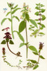Wildflowers. 1. Bugloss 2. Red Deadnettle 3. Wild Thyme 4. Large flowered Hempnettle 5. Self heal 6. Corn Mint. Poster Print by Hilary Jane Morgan / Design Pics - Item # VARDPI12285722
