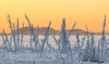 Hoarfrost covers black spruce trees as ground fog and dusk descend on Palmer Hay Flats in South-central Alaska in winter; Alaska, United States of America Poster Print by Ray Bulson / Design Pics - Item # VARDPI12323066