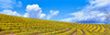 Scenic view of vineyard in springtime, Napa Valley, Napa County, California, USA Poster Print by Panoramic Images - Item # VARPPI34835