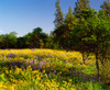 Lupine and Arrow-leaf Balsamroot flowers blooming, Rowena Plateau, Columbia River Gorge National Scenic Area, Multnomah County, Oregon, USA Poster Print by Panoramic Images - Item # VARPPI172108