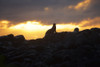 Sea lion on rocky promontory silhouetted against a golden sunset Poster Print by Chris Caldicott / Design Pics - Item # VARDPI12308476