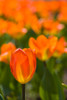 Close-up of Tulip flowers, Niagara Falls, Canada Poster Print by Panoramic Images - Item # VARPPI173281