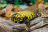 Close-up of Leopard gecko in forest Poster Print by Panoramic Images - Item # VARPPI175356