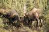 Bull moose fighting with antlers in autumn; Anchorage, Alaska, United States of America Poster Print by Doug Lindstrand / Design Pics - Item # VARDPI12306793