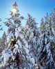 Ponderosa trees covered in fresh winter snow, Shevlin Park, Bend, Deschutes County, Oregon, USA Poster Print by Panoramic Images - Item # VARPPI173802