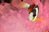 Clark's anemonefish  in pink bubble tip anemone. Poster Print by VWPics/Stocktrek Images - Item # VARPSTVWP400762U