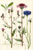 Wildflowers. 1. Creeping Thistle 1a. Creeping Root and underground stems of the Creeping Thistle 3. Greater Knapweed 3. Corn Bluebottle Poster Print by Hilary Jane Morgan / Design Pics - Item # VARDPI12285726