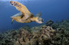 A green sea turtle, Chelonia mydas, Ko'olina, Oahu, Hawaii, North Pacific. Poster Print by VWPics/Stocktrek Images - Item # VARPSTVWP400072U