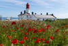 Souter Lighthouse with a field of red poppies in the foreground; South Shields, Tyne and Wear, England Poster Print by John Short / Design Pics - Item # VARDPI12320299