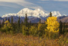 Denali, viewed from south of Cantwell, from the Parks Highway in Interior Alaska; Alaska, United States of America Poster Print by Doug Lindstrand / Design Pics - Item # VARDPI12318769