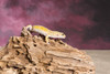 Close-up of Leopard gecko Poster Print by Panoramic Images - Item # VARPPI175358