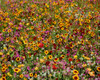 Summer wildflowers in bloom, Central Oregon, USA Poster Print by Panoramic Images - Item # VARPPI173805