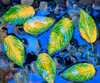 Fall leaves on black rocks in water Poster Print by Panoramic Images - Item # VARPPI168199