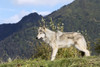 Female Gray Wolf, captive, Alaska Wildlife Conservation Center; Portage, Alaska, United States of America Poster Print by Doug Lindstrand / Design Pics - Item # VARDPI12311375