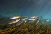Striped mullet, Salt Springs, Florida. Poster Print by VWPics/Stocktrek Images - Item # VARPSTVWP400459U