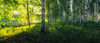 Birch trees by the Saimaa Canal, Lappeenranta, Finland Poster Print by Panoramic Images - Item # VARPPI158614