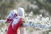 Fresh snow on holiday bow and decorations on fence post, Christmas season; Minnesota, United States of America Poster Print by Richard Hamilton Smith / Design Pics - Item # VARDPI12320113