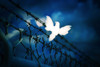 White Bird Sitting On Barbed Wire Fence Poster Print by Darren Greenwood / Design Pics - Item # VARDPI1804984