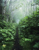 A hiking trail passes through the forest; Florence, Oregon, United States of America Poster Print by Robert L. Potts / Design Pics - Item # VARDPI2413557